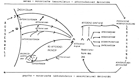Darstellung der Rezeptor-Effektor-Systeme bzw. des Afferenz-Efferenz-und
                  Re-Afferenzprinzips und der Afferenzsynthese. Siehe Text.