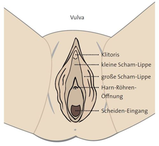 Auf dem Bild ist eine Vulva. Folgende Bereiche werden gezeigt: Klitoris,
                  kleine Scham-Lippe, große Scham-Lippe, Harn-Röhren-Öffnung,
                  Scheiden-Eingang.