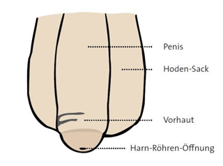 Auf dem Bild sind die Geschlechts-Organe von dem Mann. Folgende Bereiche
                  werden gezeigt: Penis, Hoden-Sack, Vorhau, Harn-Röhren-Öffnung.