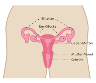 Auf dem Bild sind die Geschlechts-Organe der Frau. Folgende Bereiche
                     werden gezeigt: Ei-Leiter, Eier-Stöcke, Gebär-Mutter, Mutter-Mund,
                     Scheide.