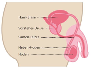 Auf dem Bild sind die Geschlechts-Organe von dem Mann. Folgende Bereiche
                     werden gezeigt: Harn-Blase, Vorsteher-Drüse, Samen-Leiter, Neben-Hoden,
                     Hoden.