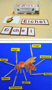 zwei Fotos: Buchstaben auf Leselernkarten und beschriftetes
Insekt