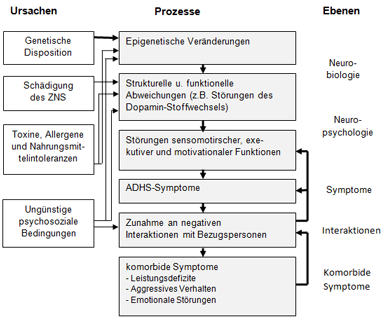 Modell zur Entstehung von ADHS: Ursachen, Prozesse und Ebenen